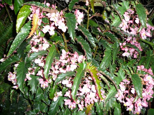 B. ‘Cinnamon Sabers’